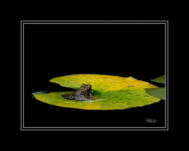 Frog on a Lily Pad